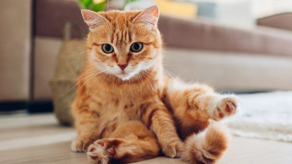 "Karen": ¿Por qué a las dueñas de gatos se las llama así?