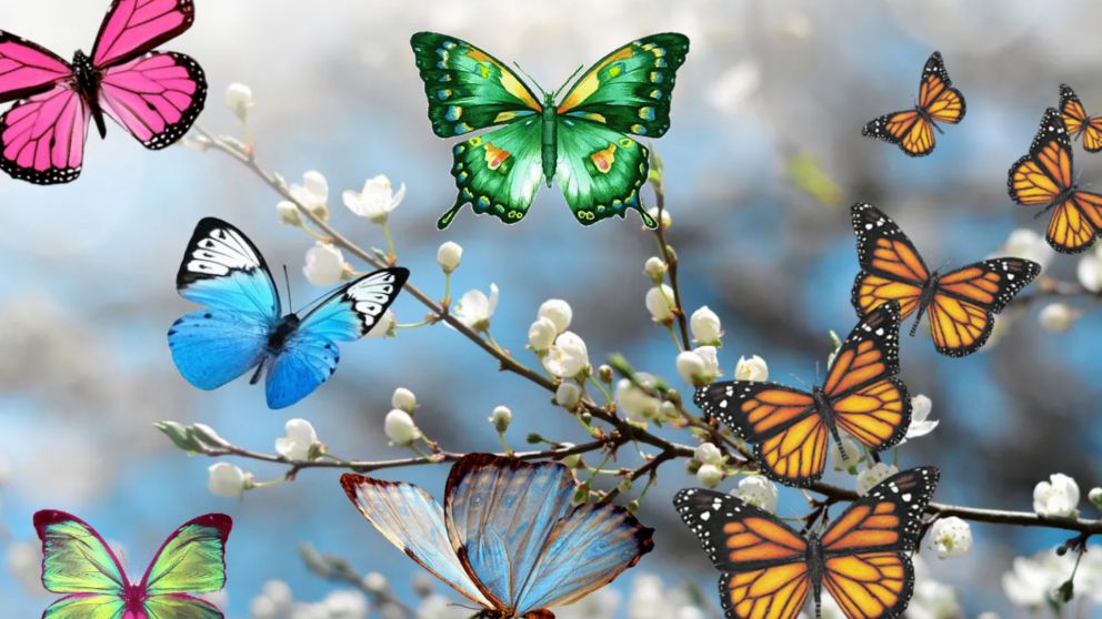 Cada color de las mariposas tienen un significado especial.