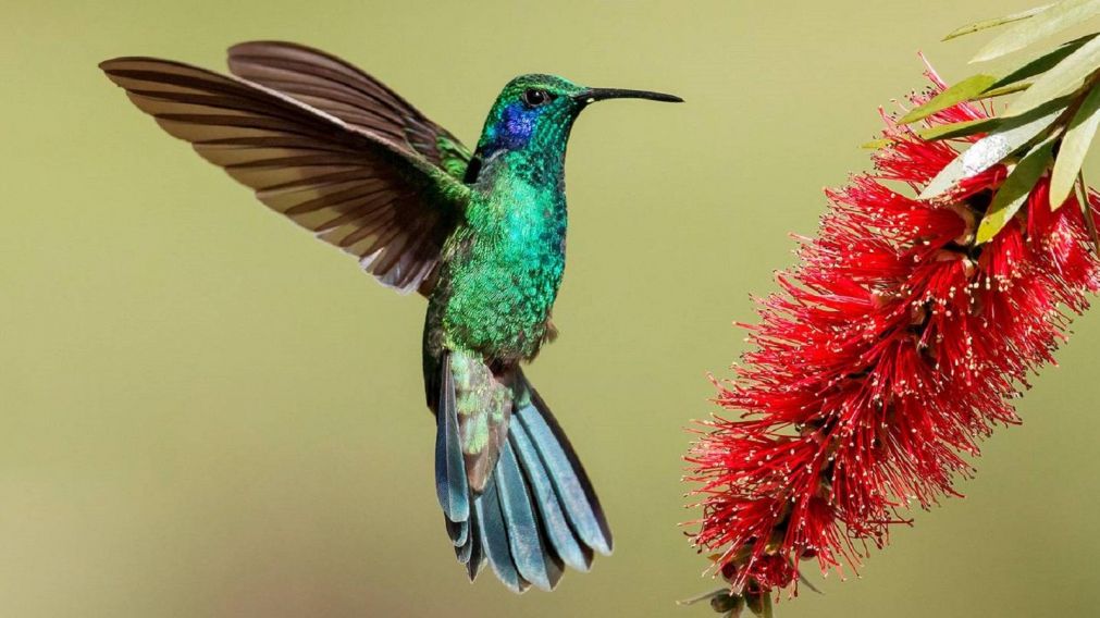 Para la cultura mexicana y guaraní los colibríes llevan un mensaje de un ser querido que falleció.