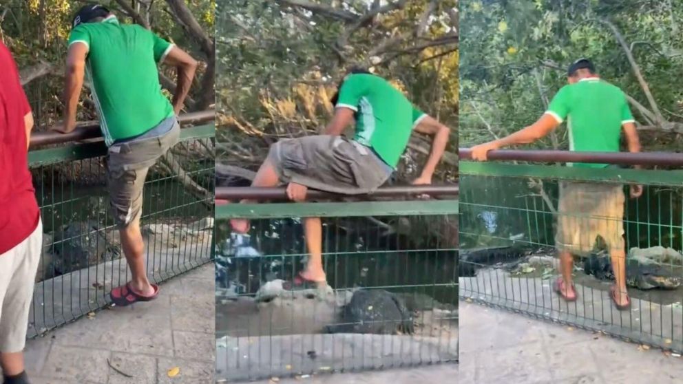 Estaba muy borracho, se metió a una jaula repleta de cocodrilos gritando "soy tu rey" y los enfrentó (imagen captura vídeo).