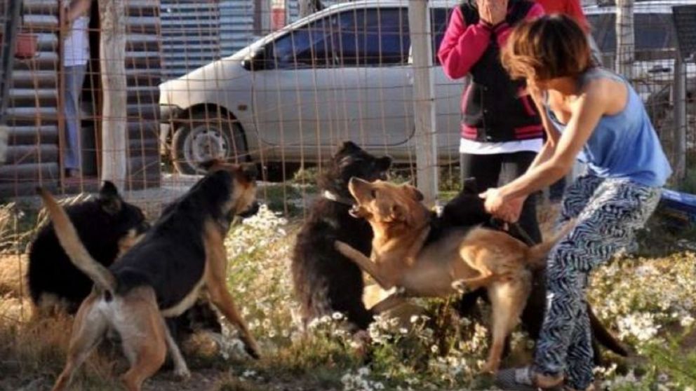 La nena de 3 años recibió mordeduras en la cabeza y perdió el cuero cabelludo.