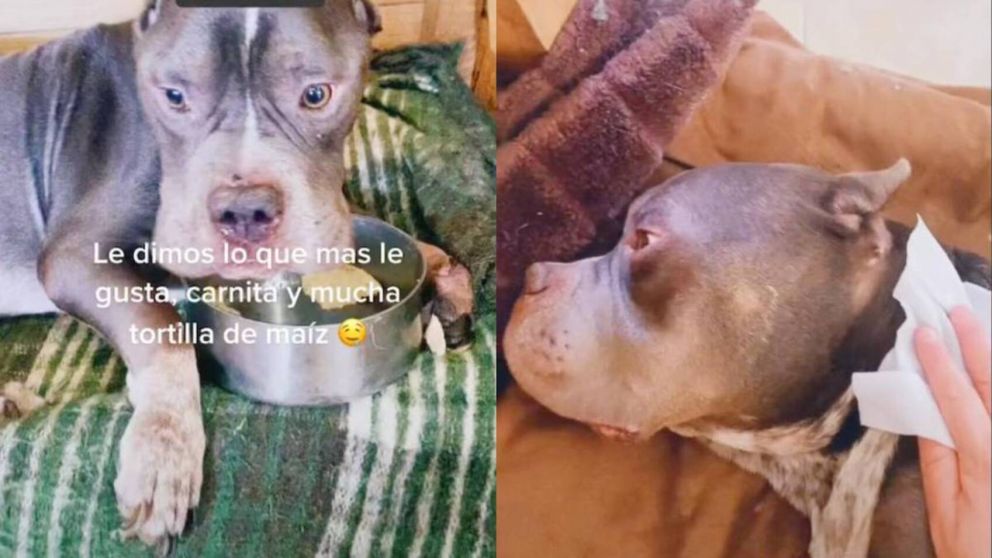 Joven compartió el último día de vida de su perrito y estremeció a todos en las redes (imagen captura vídeo).