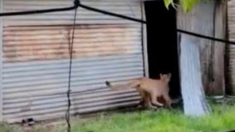 Llevaba a su hijo al colegio y se sorprendió al cruzarse con un puma suelto en el barrio (imagen captura vídeo).