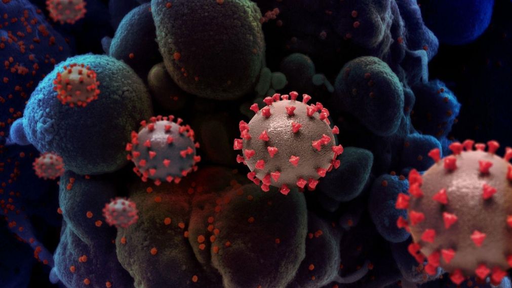 En noviembre de 2021, la subvariante de �micron BA.2 fue decretada "Variante de Preocupaci�n" por la OMS.