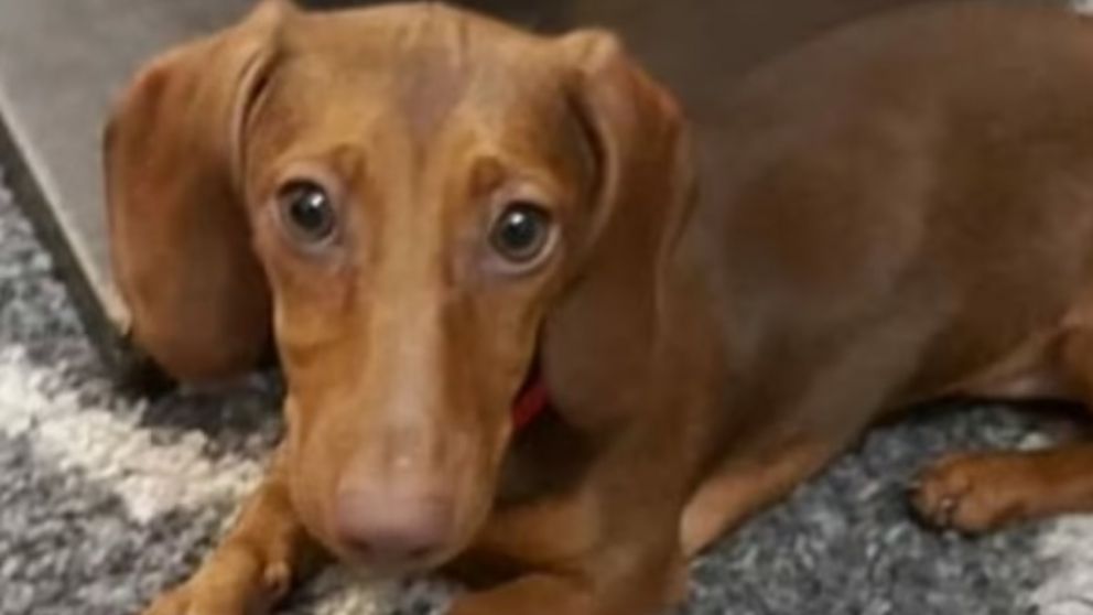 ¡Guau! Manejó hasta la frontera con Ucrania en plena guerra para rescatar a su perrita