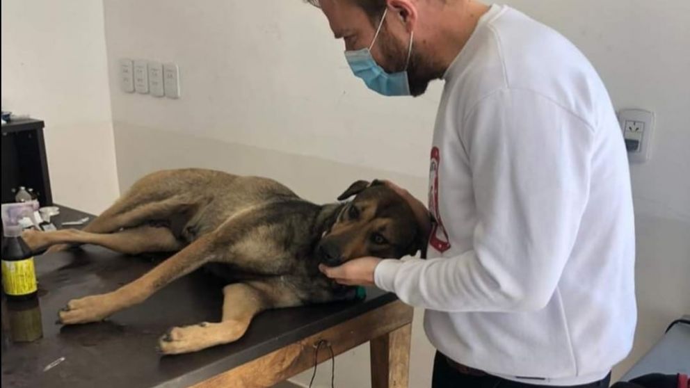 Importante política pública de bienestar animal.