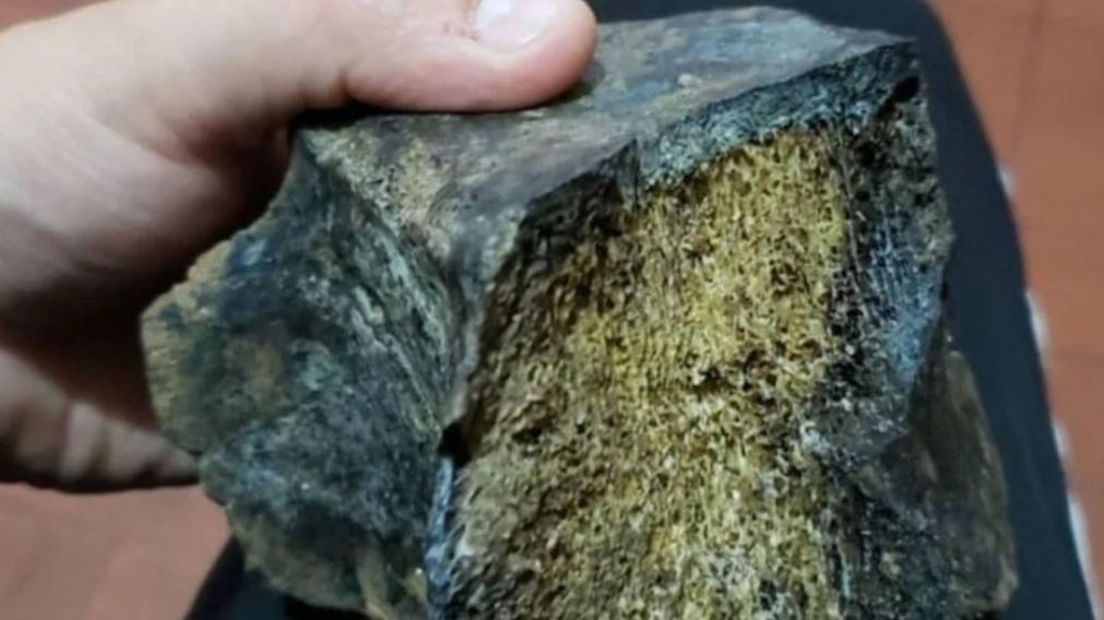 Mar del Plata: guardavida hall� restos f�siles de un Toxodor.
