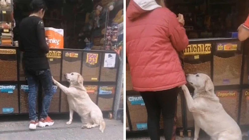 El perrito sabe cómo conseguir que cada cliente de un kiosco le compre comida (imagen captura vídeo).