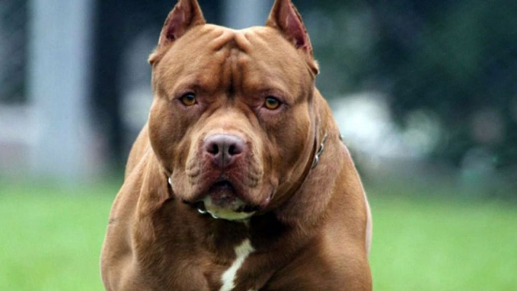 Un perro raza pitbull dejó una nena de 10 años en el hospital.