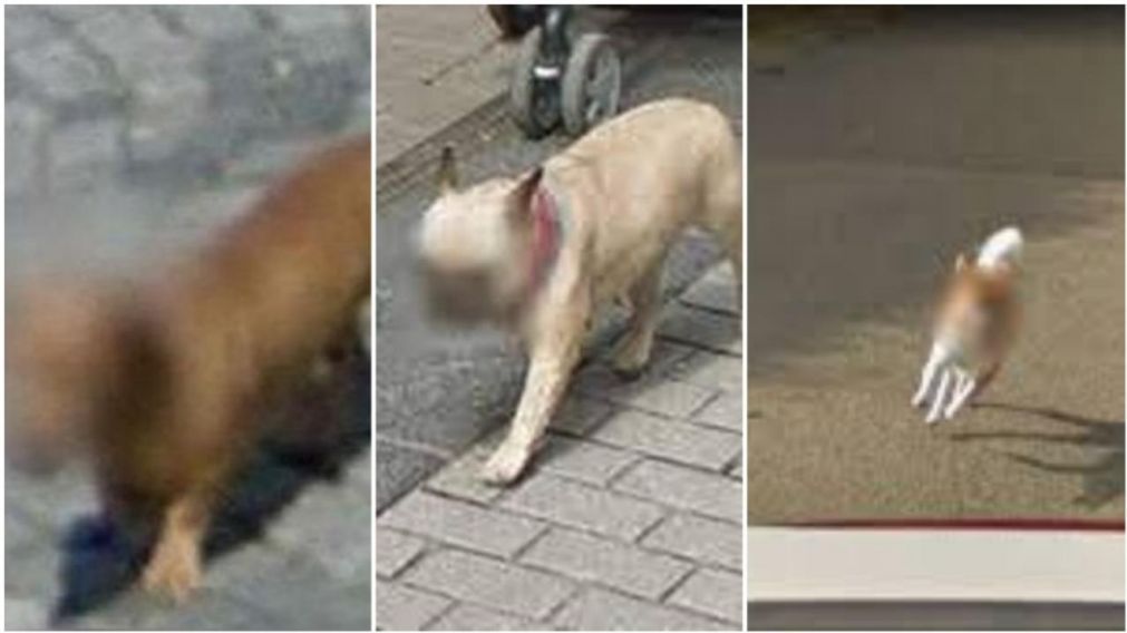 Los rostros de los perros aparecen blureadas en Google Street View.