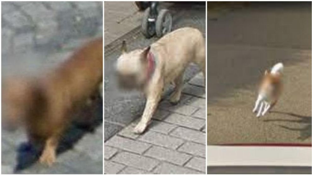 Los rostros de los perros aparecen blureadas en Google Street View.