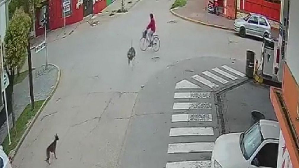 El increíble accidente en donde un ñandú chocó a una mujer que andaba en bicicleta (imagen captura vídeo).