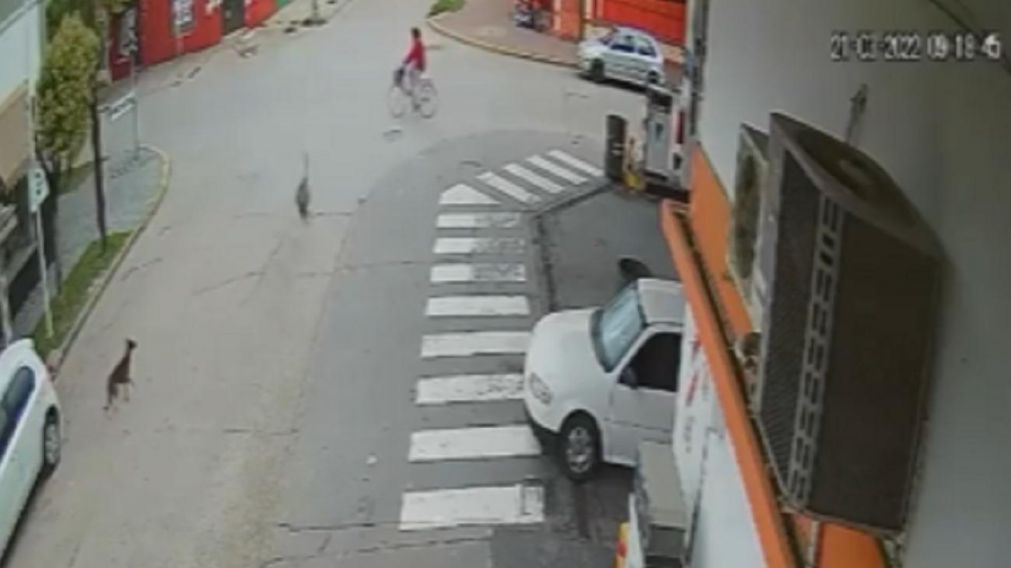 Así una avestruz embistió a una ciclista (captura de video).