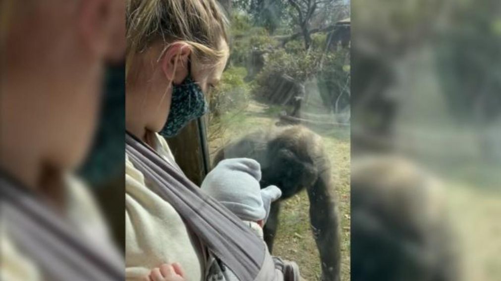 La emocionante reacción de unos gorilas al conocer por primera vez al hijo de su cuidadora (imagen captura vídeo).