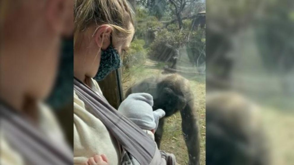 La emocionante reacción de unos gorilas al conocer por primera vez al hijo de su cuidadora (imagen captura vídeo).