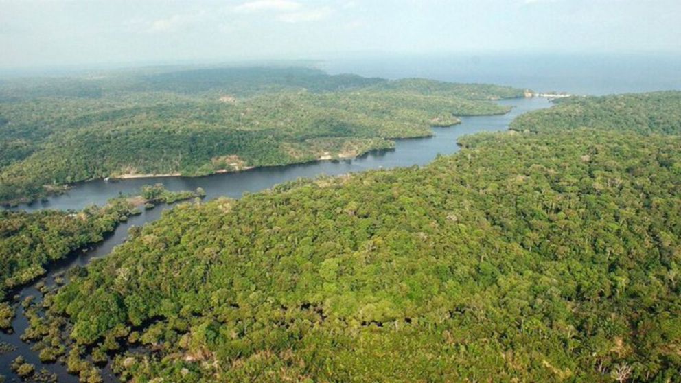 Dos hermanos de 6 y 8 años sobrevivieron 26 días perdidos en el medio de la selva amazónica