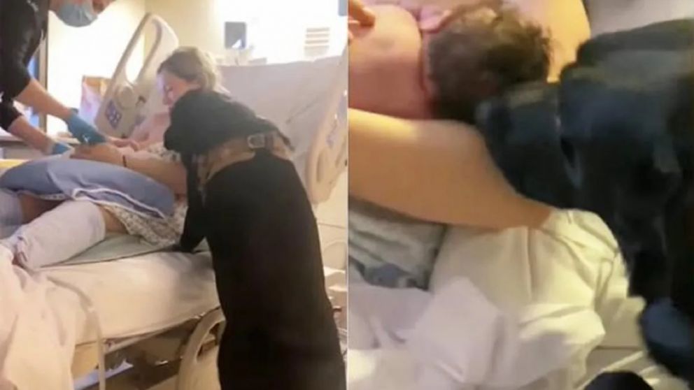 Un perro acompañó a sus dueños en el nacimiento de su primera hija y estuvo tres días en el hospital (imagen captura vídeo).