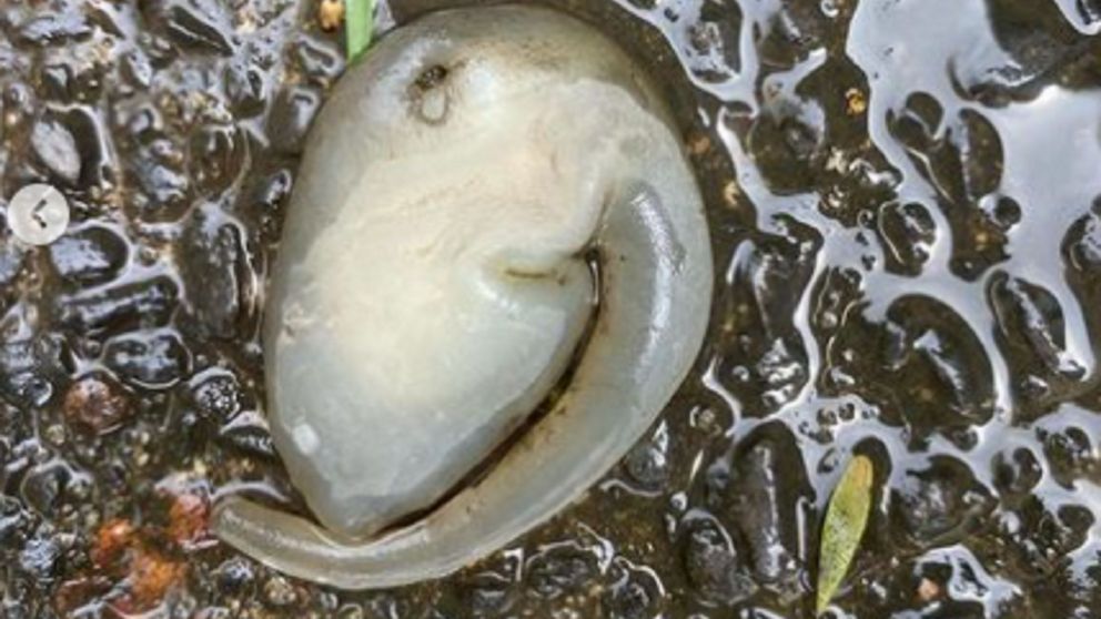 ¿Sera un ser de otra galaxia?.