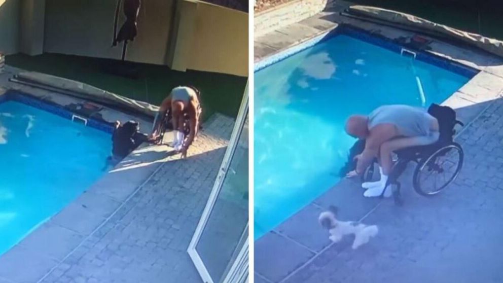 El momento de tensión en el que el animal cayó a la pileta y no podía salir.