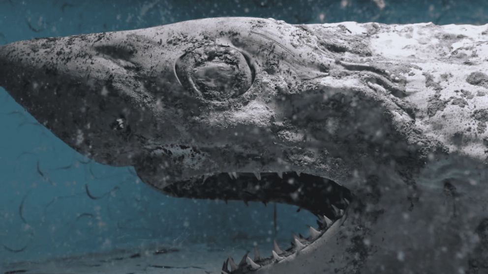 El tiburón zombie hallado en un acuario de España.