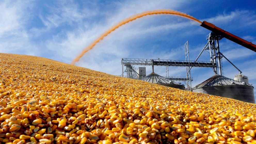 Desde España señalaron que hay disponibles 7,5 millones de toneladas de maíz en la Argentina.