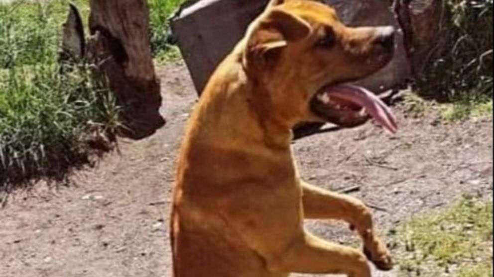 "Malevo" era un perro que permanecía en una unidad militar con sede en Olavarría (Gentileza InfoEme.com).