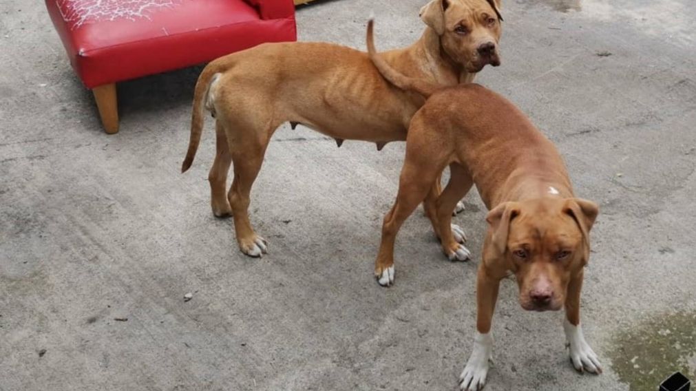 Abuela murió atacada por los dos pitbull de su nieta.