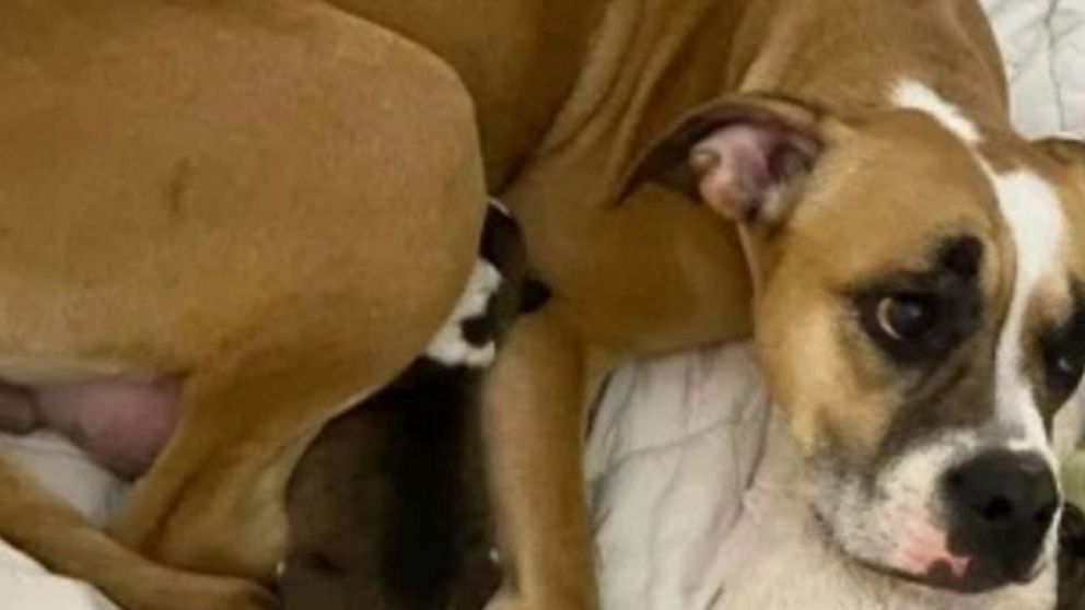La perra que dio a luz a un cachorro verde cuida de igual forma a todos sus perritos.