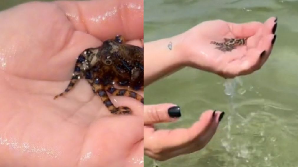 Una joven agarró un animal sin saber que era uno de los más venenosos y se salvó de milagro (imagen captura vídeo).