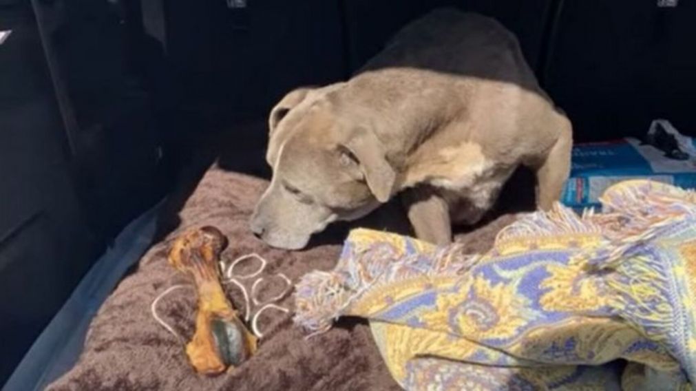 Una perrita desapareció y pensaron que había muerto, pero luego de 12 años regresó con su familia (imagen Facebook).