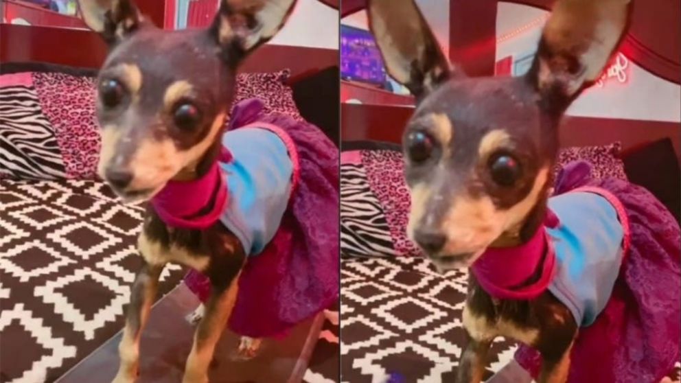 Extrañaba a su chihuahua y lo embalsamó, pero el resultado no fue el que esperaba y se hizo viral (imagen captura vídeo).