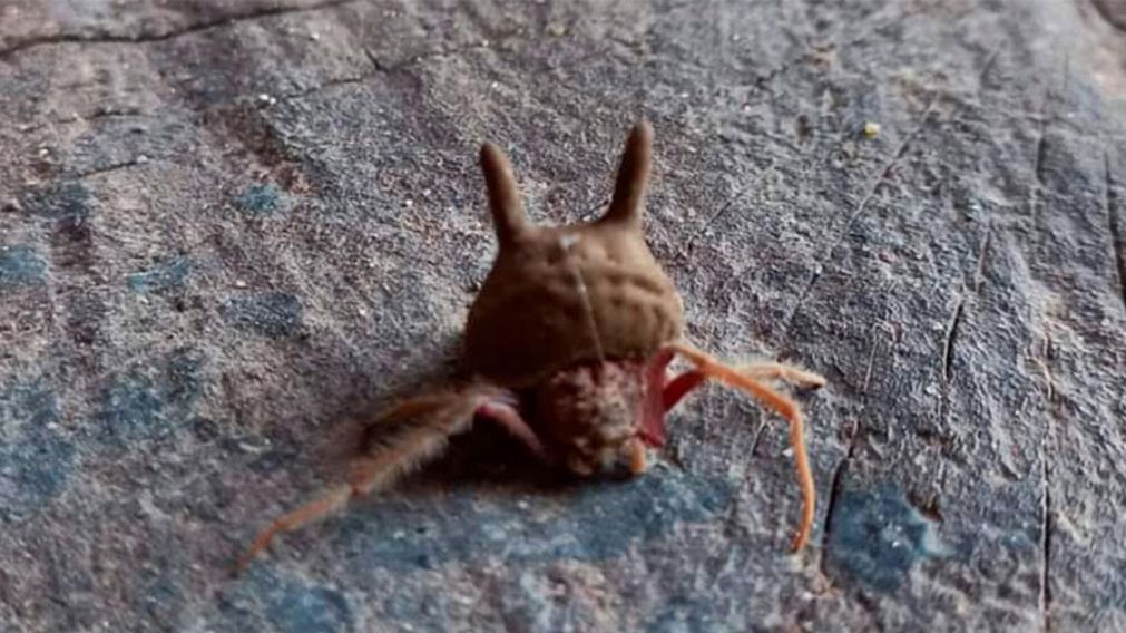 Este tipo de arácnido fue encontrado en la ciudad de Paraná.