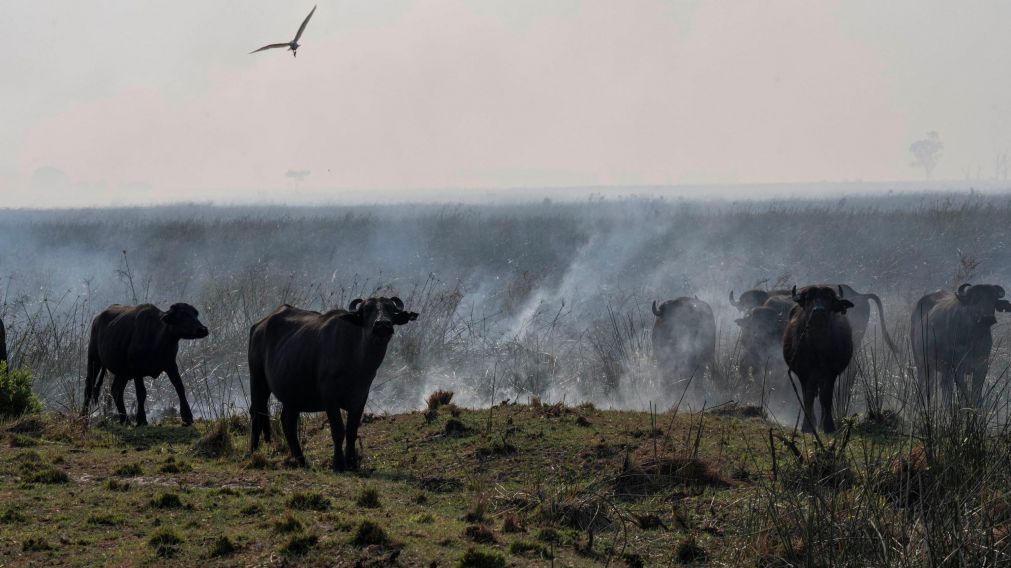 Catástrofe ambiental sin precedentes en Corrientes (Télam).