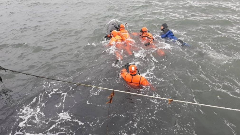 As� ayudaron a delfines atrapados bajo el muelle a volver a su h�bitat natural.
