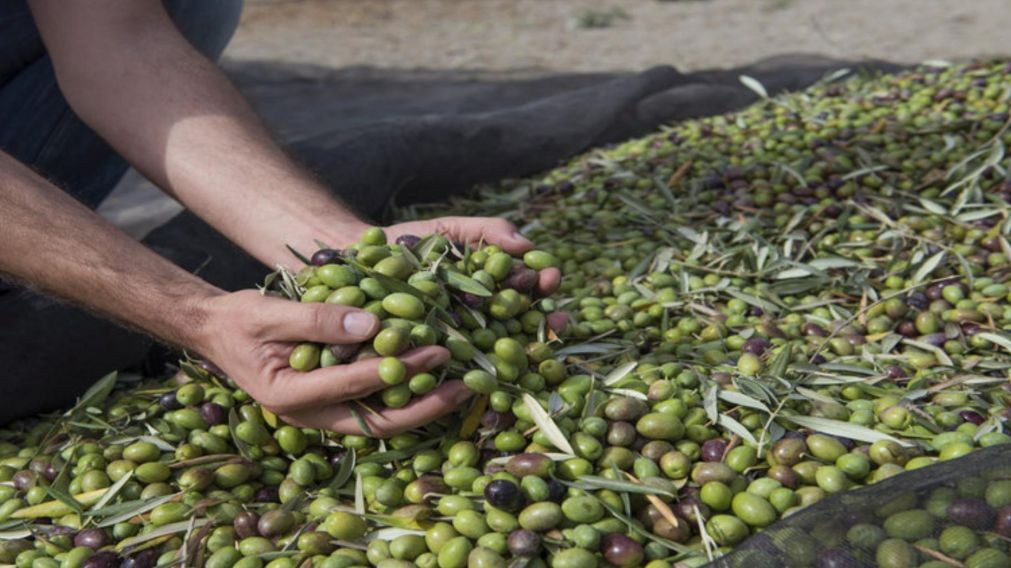 Faltan trabajadores para realizar la habitual cosecha de aceitunas de cada año.