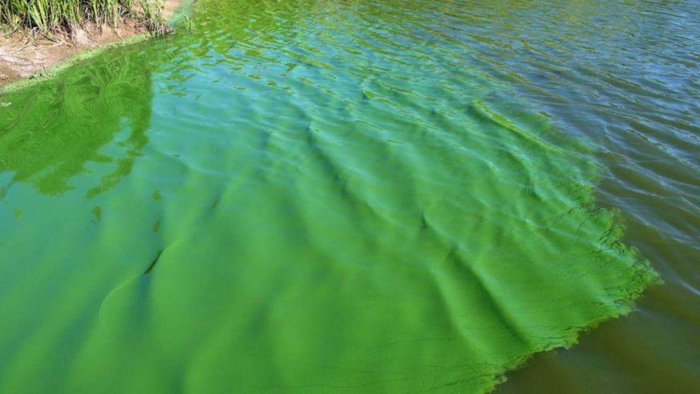 ¡Cuidado! Advierten la presencia de cianobacterias en aguas recreativas de Buenos Aires, Santa Fe, Entre Ríos y Córdoba.