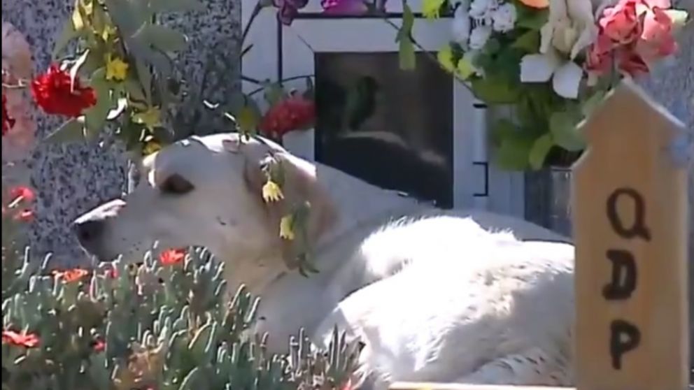 Bobby visita la tumba del que fuera su compa�ero humano todos los d�as. 