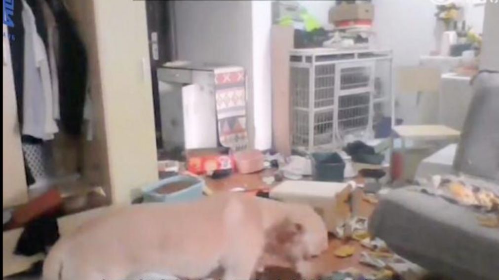 La grabación de la cámara de seguridad de la casa (gentileza: captura de pantalla Weibo)