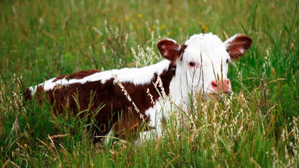 El ternero suele ser un animal de respeto y cuidado en India (Imagen ilustrativa).