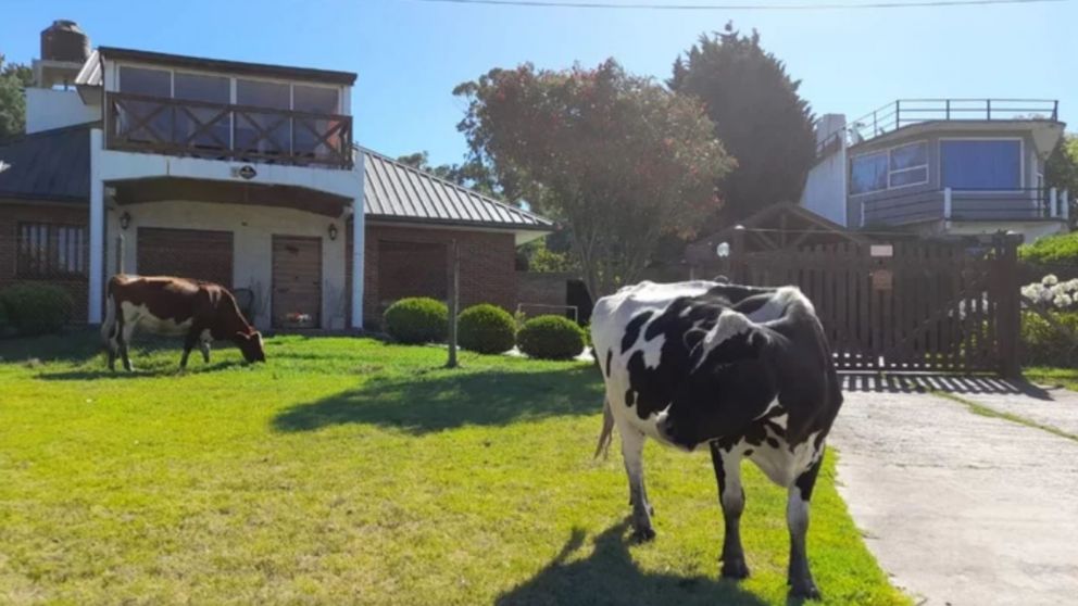 Las vacas en el barrio Santa Celina de Mar del Plata (Gentileza 0223).
