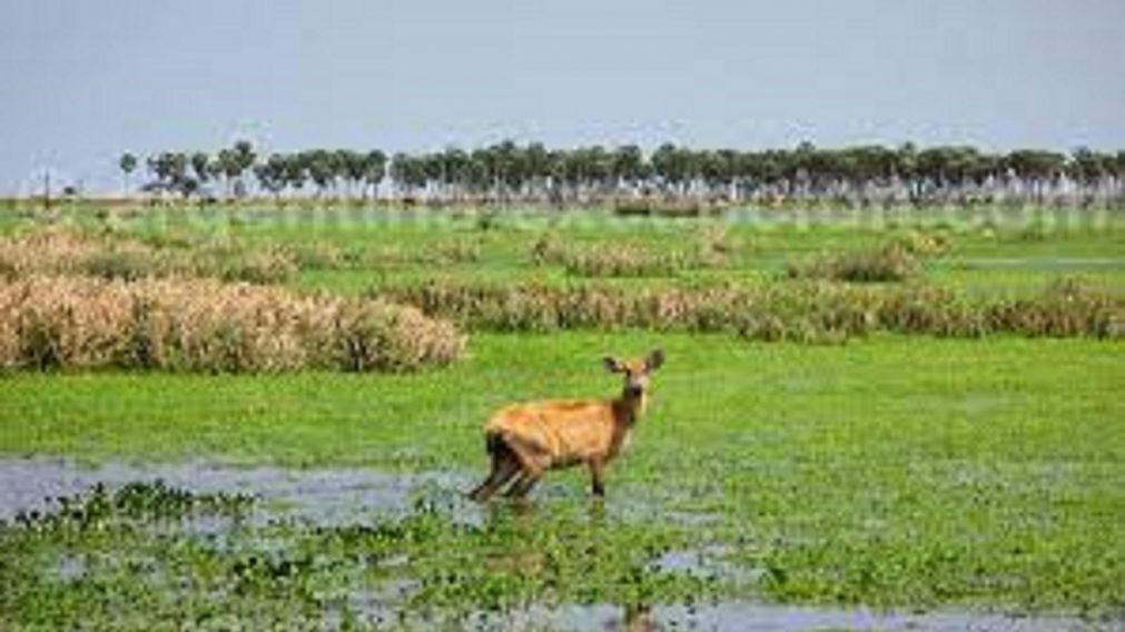 Los esteros del Iberá son parte de una Reserva natural protegida.