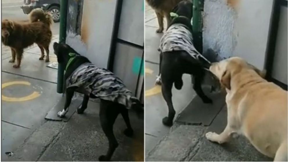 El perro "pacifista" que es aclamado en las redes por evitar que su amigo se peleara (imagen captura v�deo).