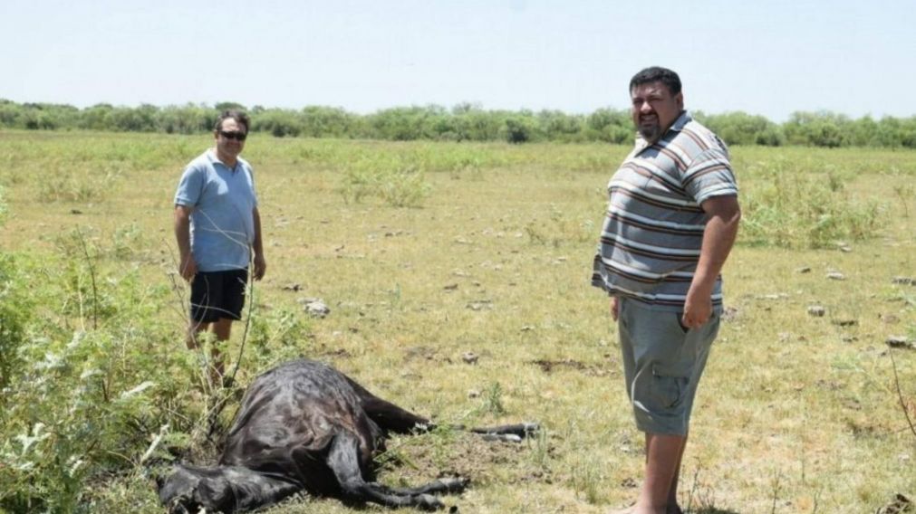 Uno de los animales que fue hallado sin vida en Entre R�os.