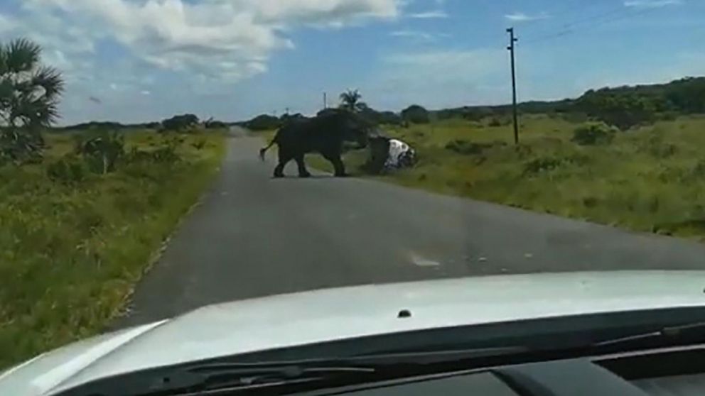 El elefante dio vuelta la camioneta.