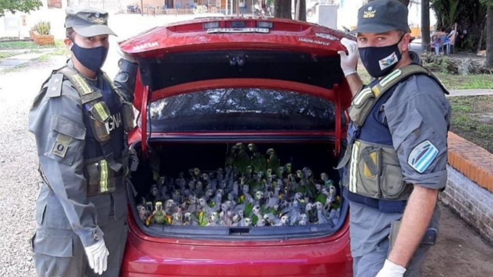 Los 216 loros habladores que fueron rescatados.