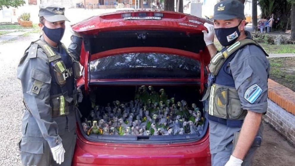 Los 216 loros habladores que fueron rescatados.