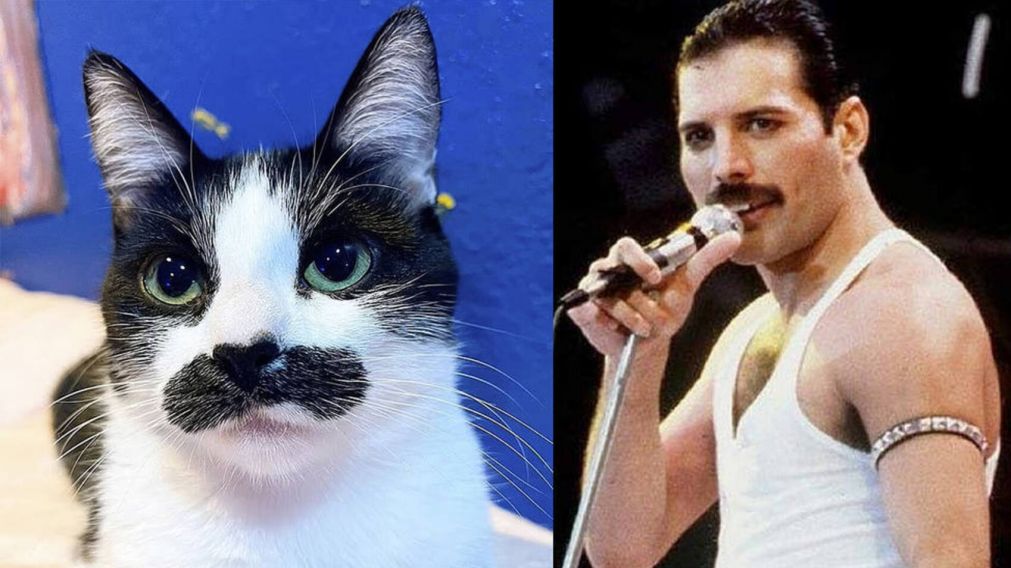 Una gata llamada, Mostaccioli, se volvi� viral por su parecido a Freddie Mercury (imagen Instagram).
