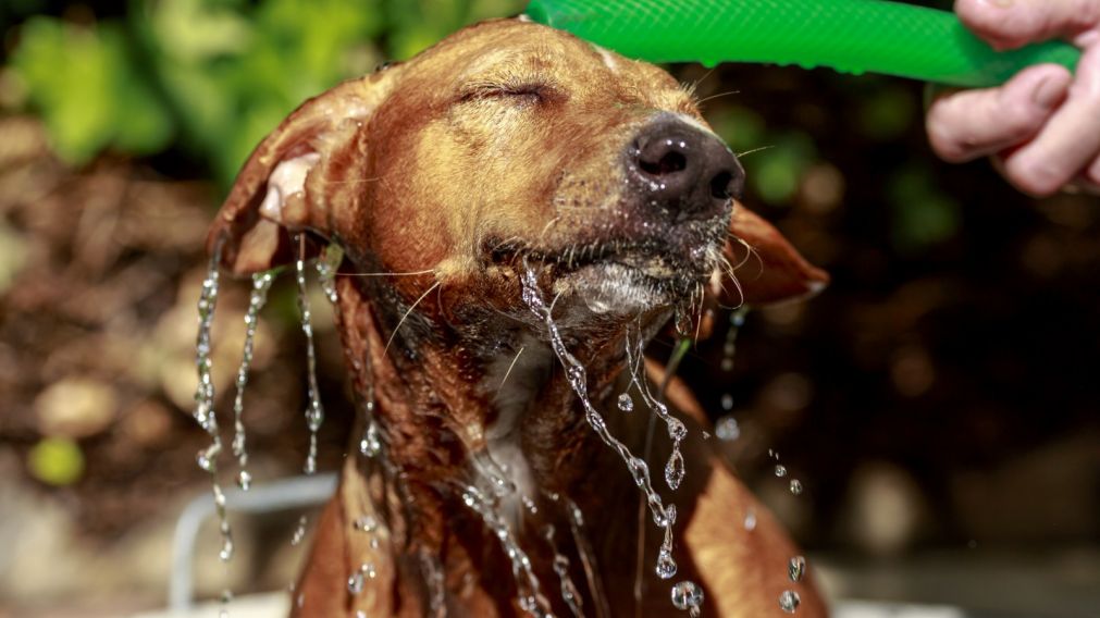 Cuando el exceso de calor los supera, los métodos de "autorregulación" dejan de ser suficientes, y en su lugar pueden notarse signos que alertan.