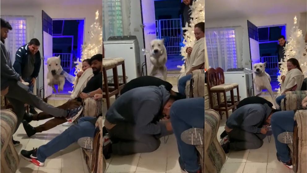 Nala, la "perra voladora" de TikTok, fue una de las últimas sensaciones virales del 2021.