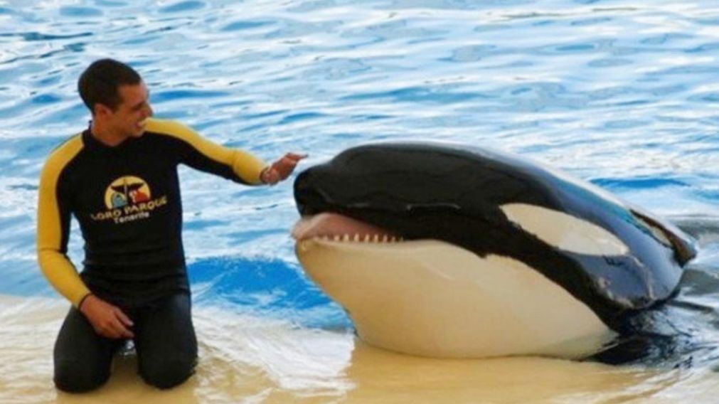Alexis Mart�nez ten�a 29 a�os y apenas 3 a�os de experiencia con animales cuando fue atacado en un parque acu�tico.